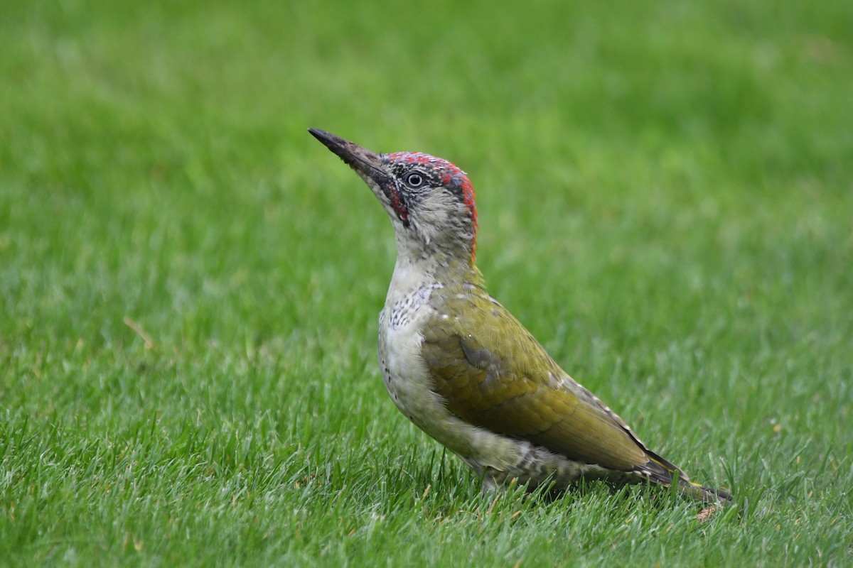Eurasian Green Woodpecker - ML642145631