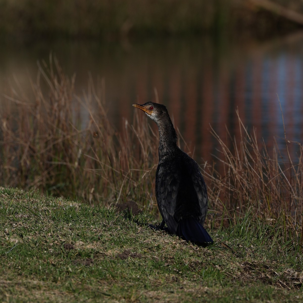 Reed Cormorant - ML642145635