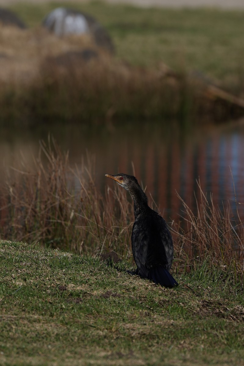 Reed Cormorant - ML642145636