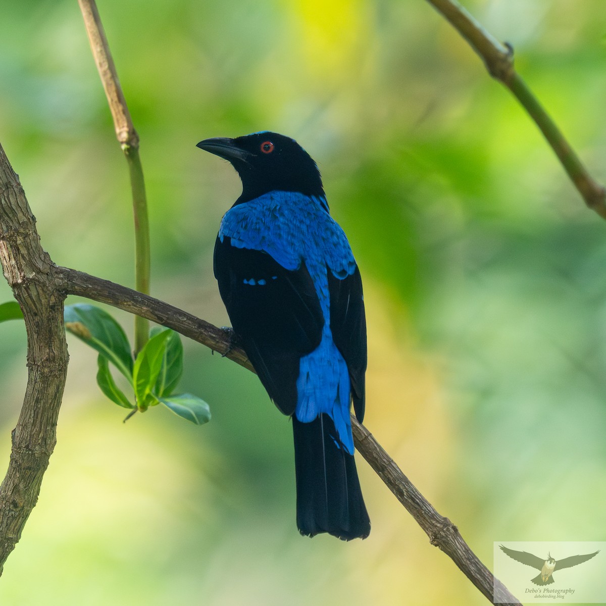 Asian Fairy-bluebird - ML642145645