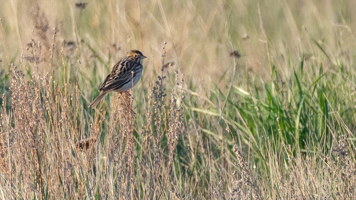 Baird's Sparrow - ML642145661