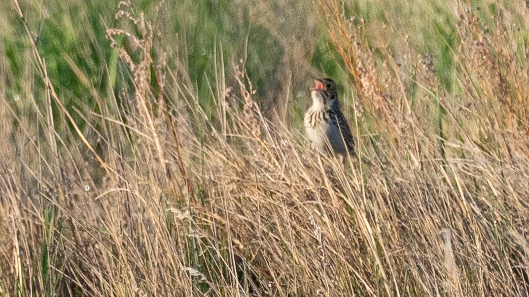 Baird's Sparrow - ML642145662