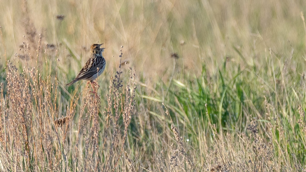 Baird's Sparrow - ML642145663