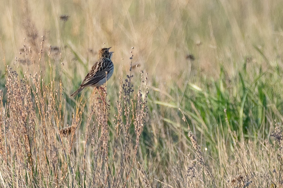 Baird's Sparrow - ML642145664