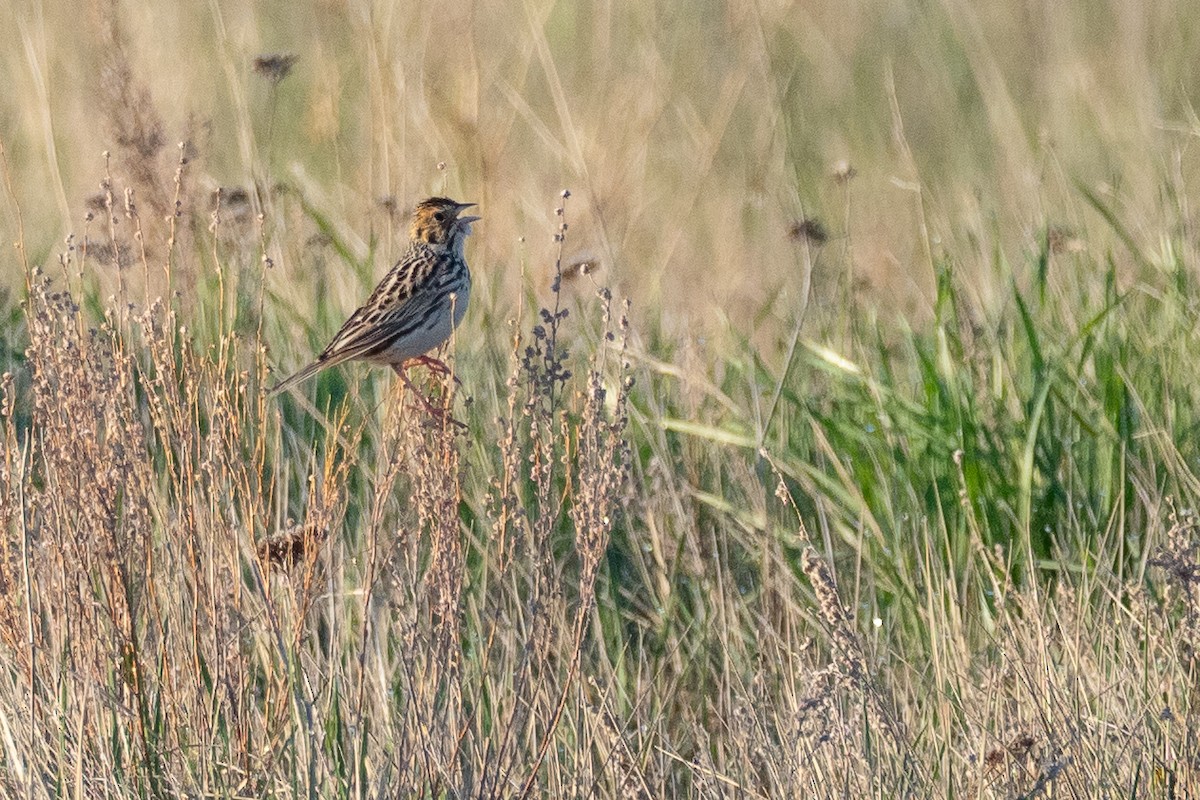 Baird's Sparrow - ML642145665