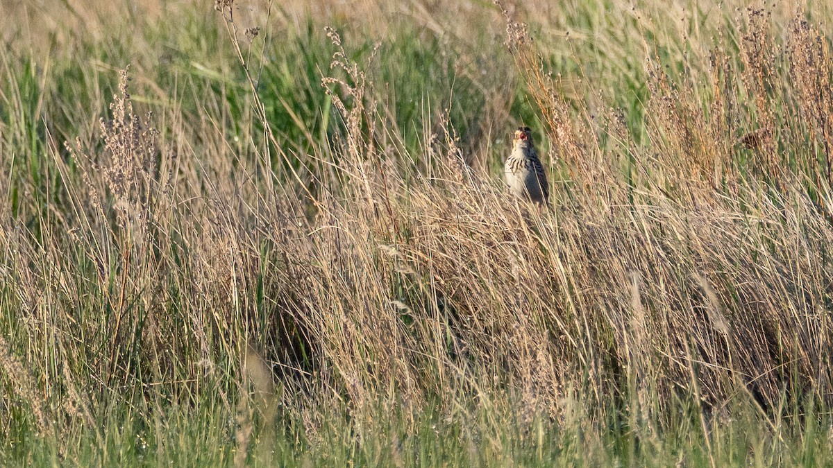 Baird's Sparrow - ML642145666