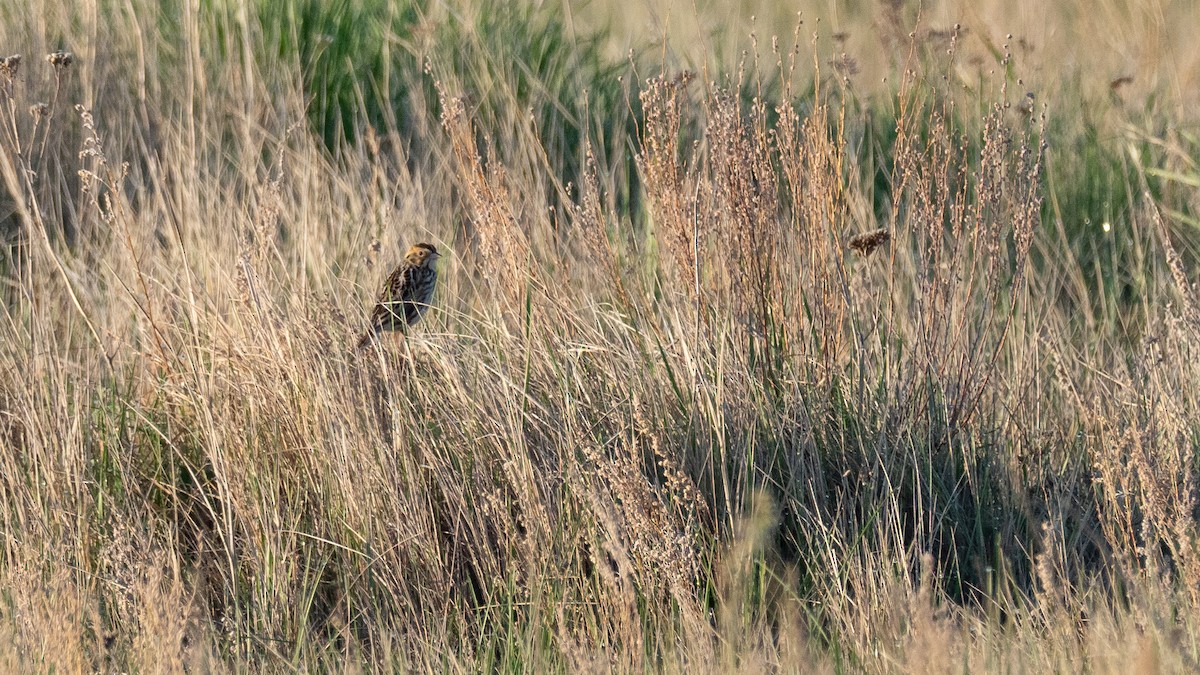 Baird's Sparrow - ML642145667