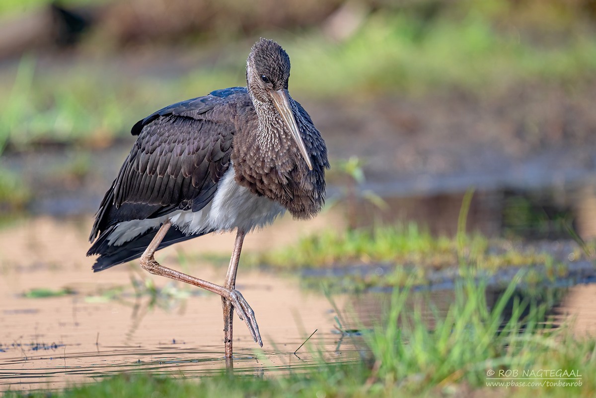Black Stork - ML642145668