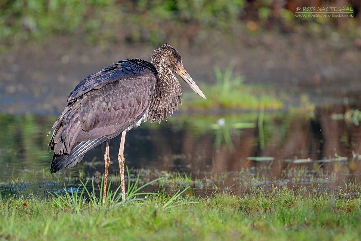 Black Stork - ML642145669