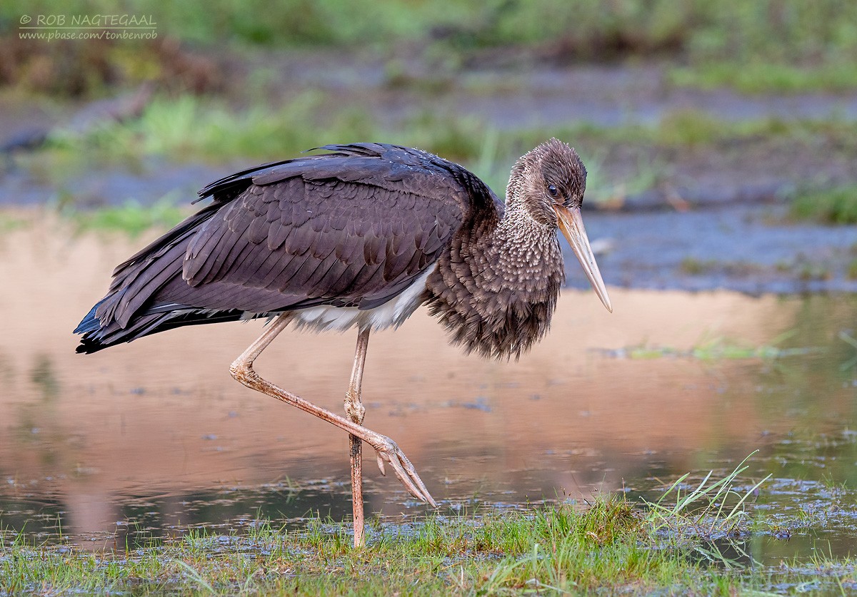 Black Stork - ML642145670
