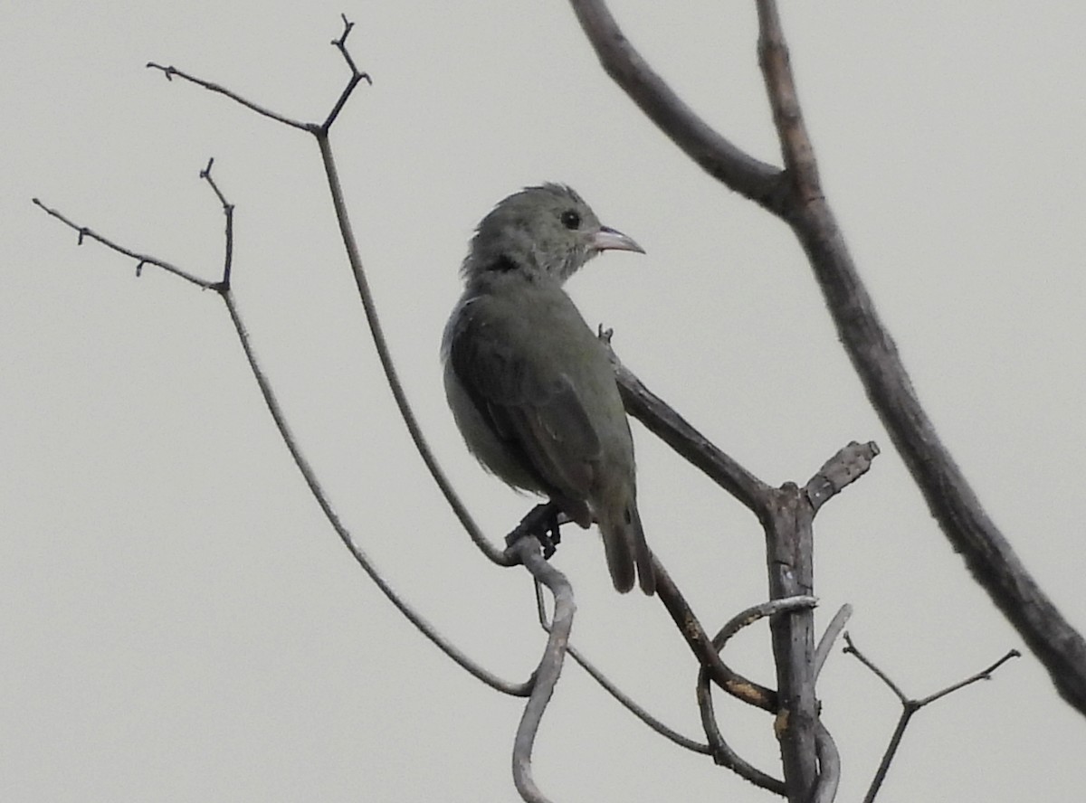 Pale-billed Flowerpecker - ML642145682
