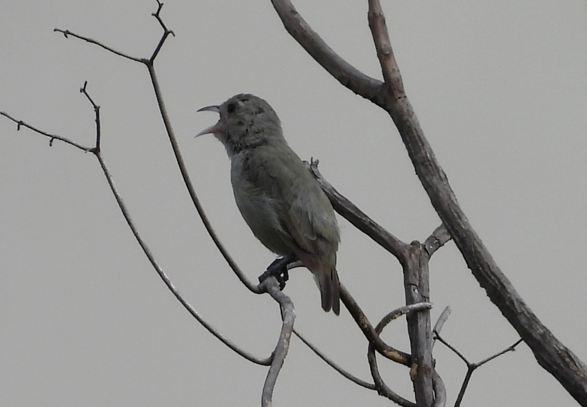 Pale-billed Flowerpecker - ML642145683