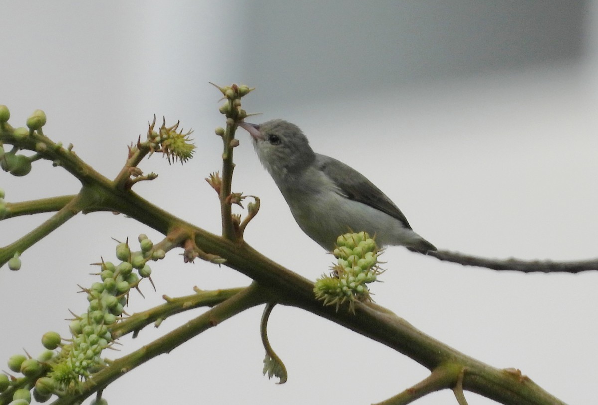 Pale-billed Flowerpecker - ML642145685