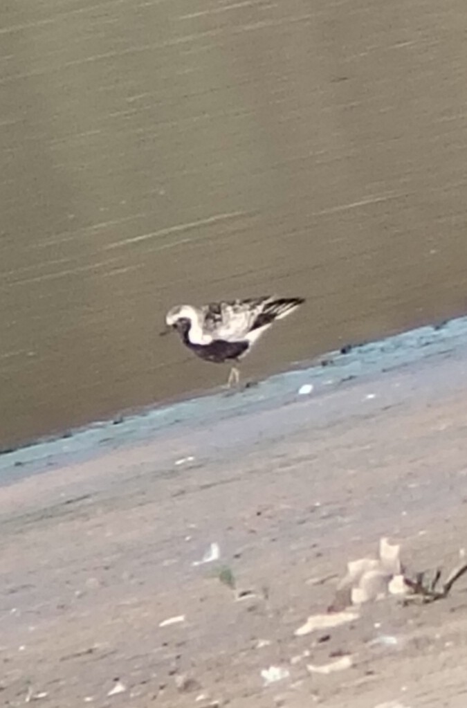 Black-bellied Plover - ML642145693