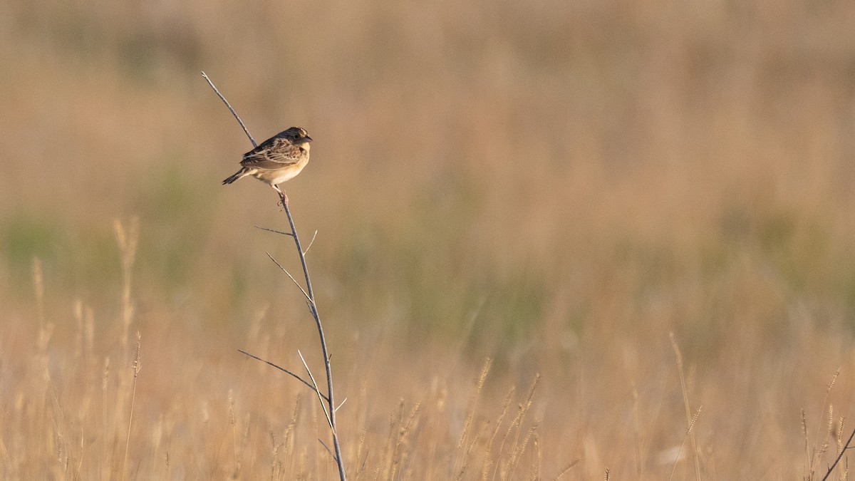 Grasshopper Sparrow - ML642145695