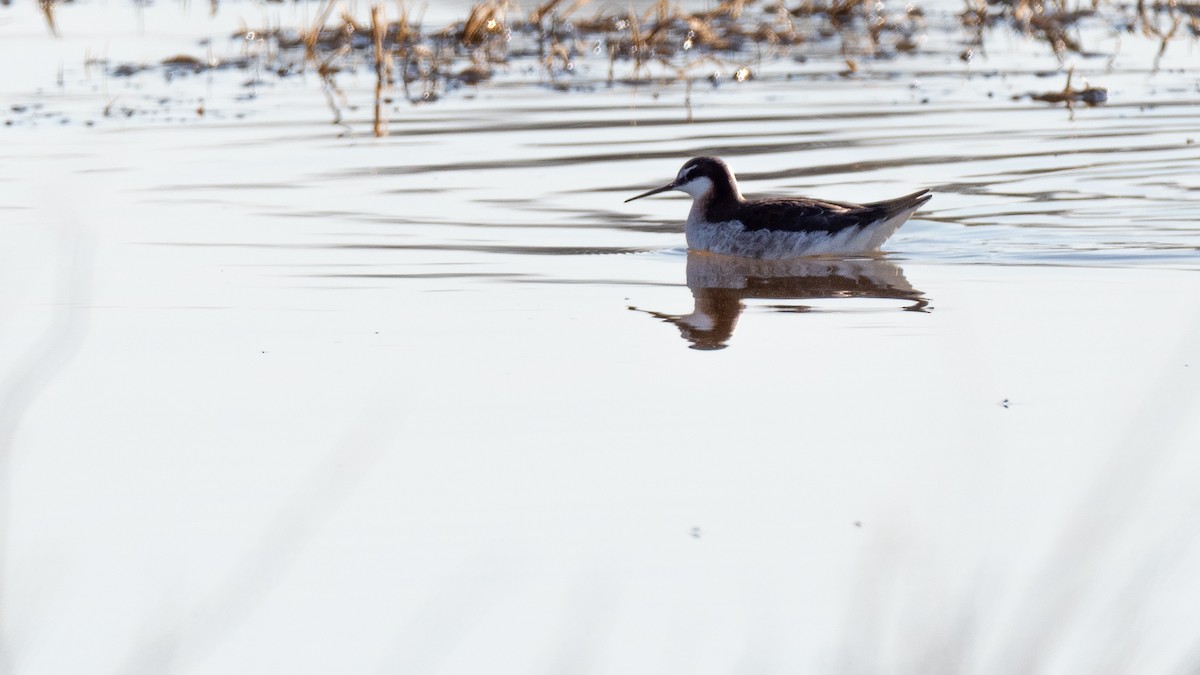 Wilson's Phalarope - ML642145702