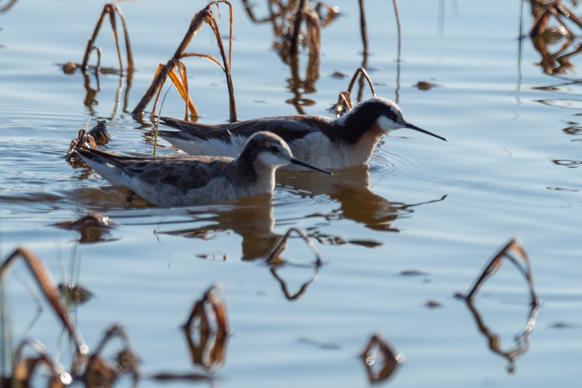 Wilson's Phalarope - ML642145704