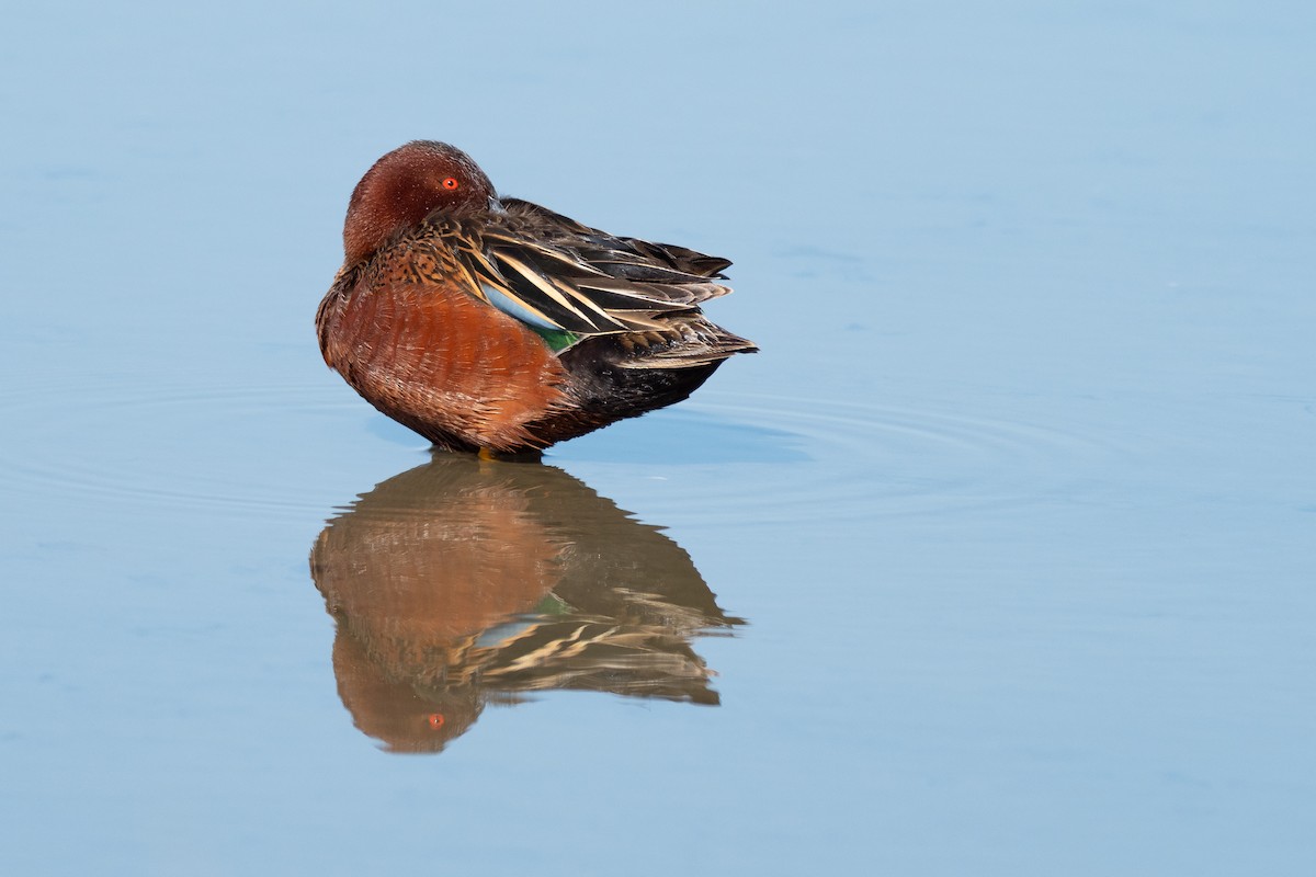 Cinnamon Teal - ML642145719