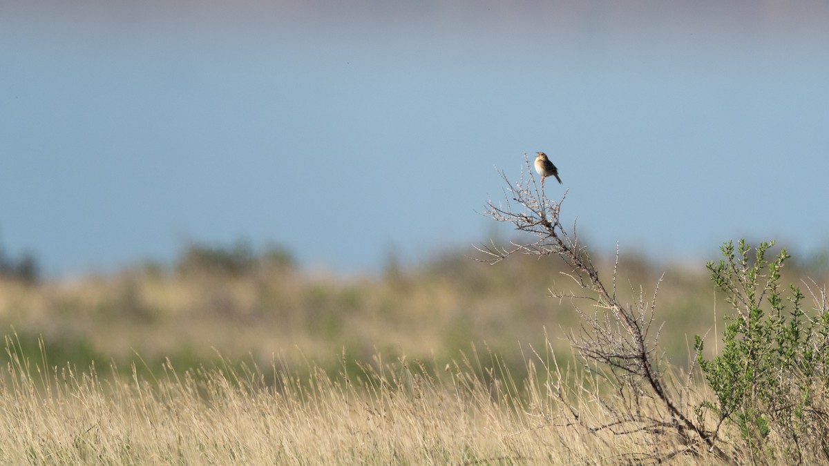 Grasshopper Sparrow - ML642145722