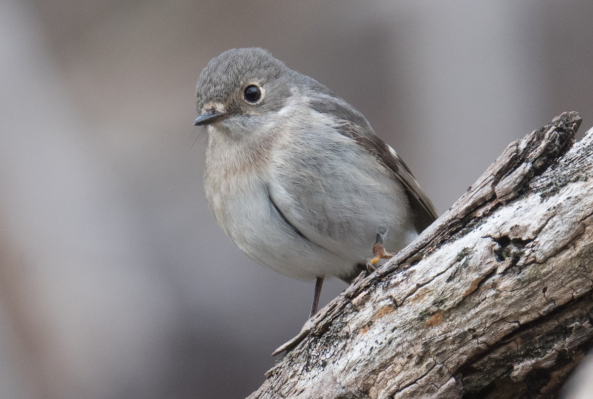Rose Robin - ML642145723