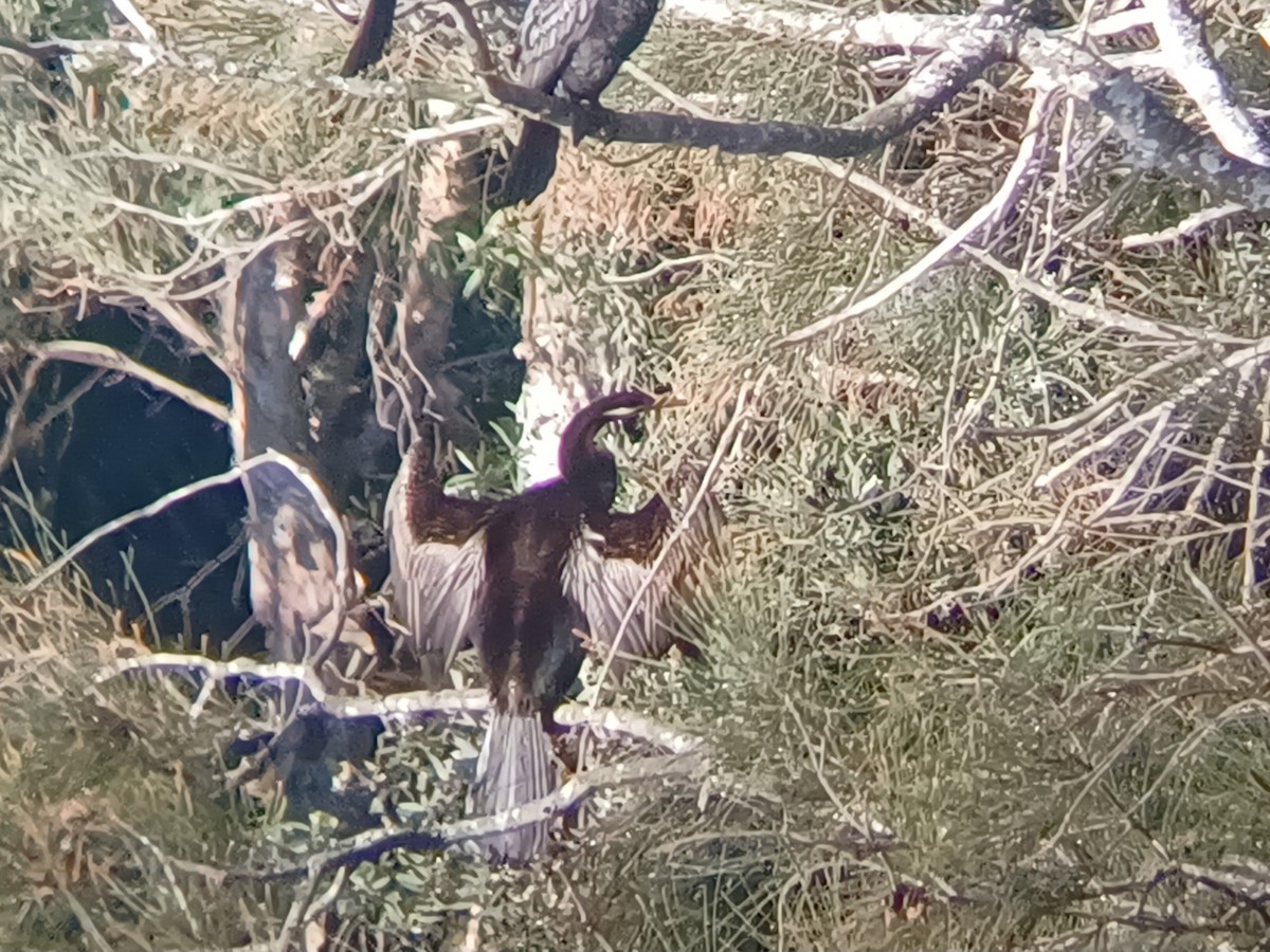 Australasian Darter - ML642145724