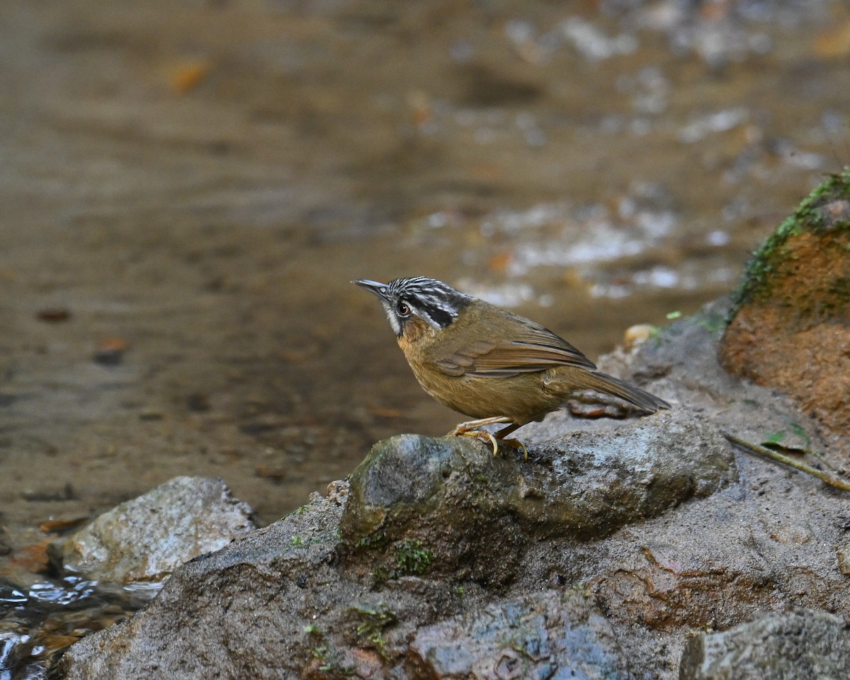 Gray-throated Babbler - ML642145726