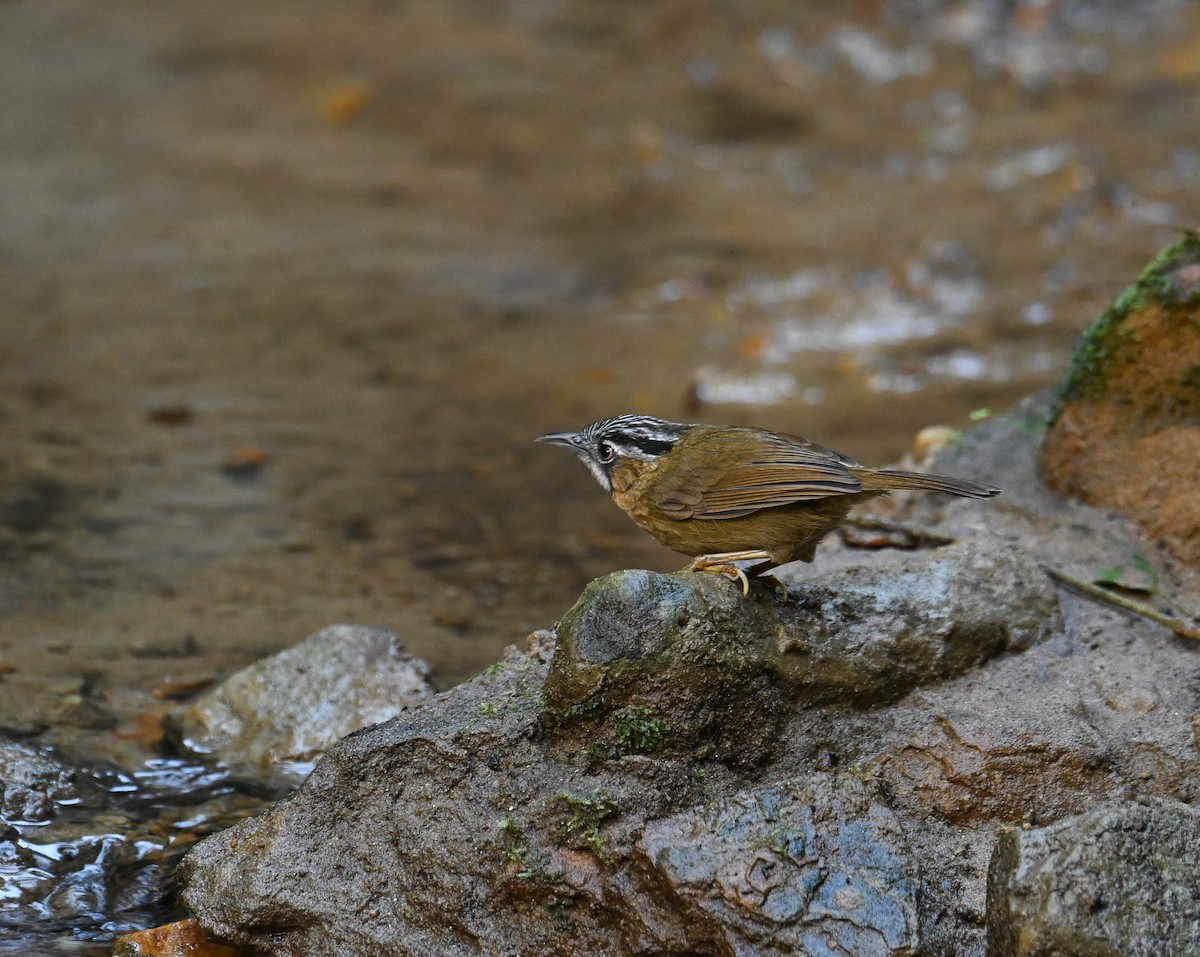 Gray-throated Babbler - ML642145728