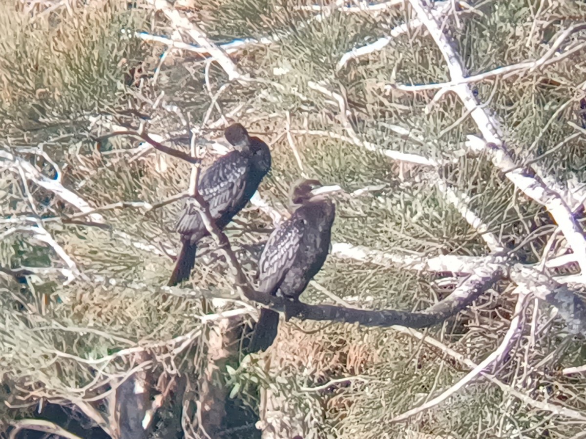Little Black Cormorant - ML642145738