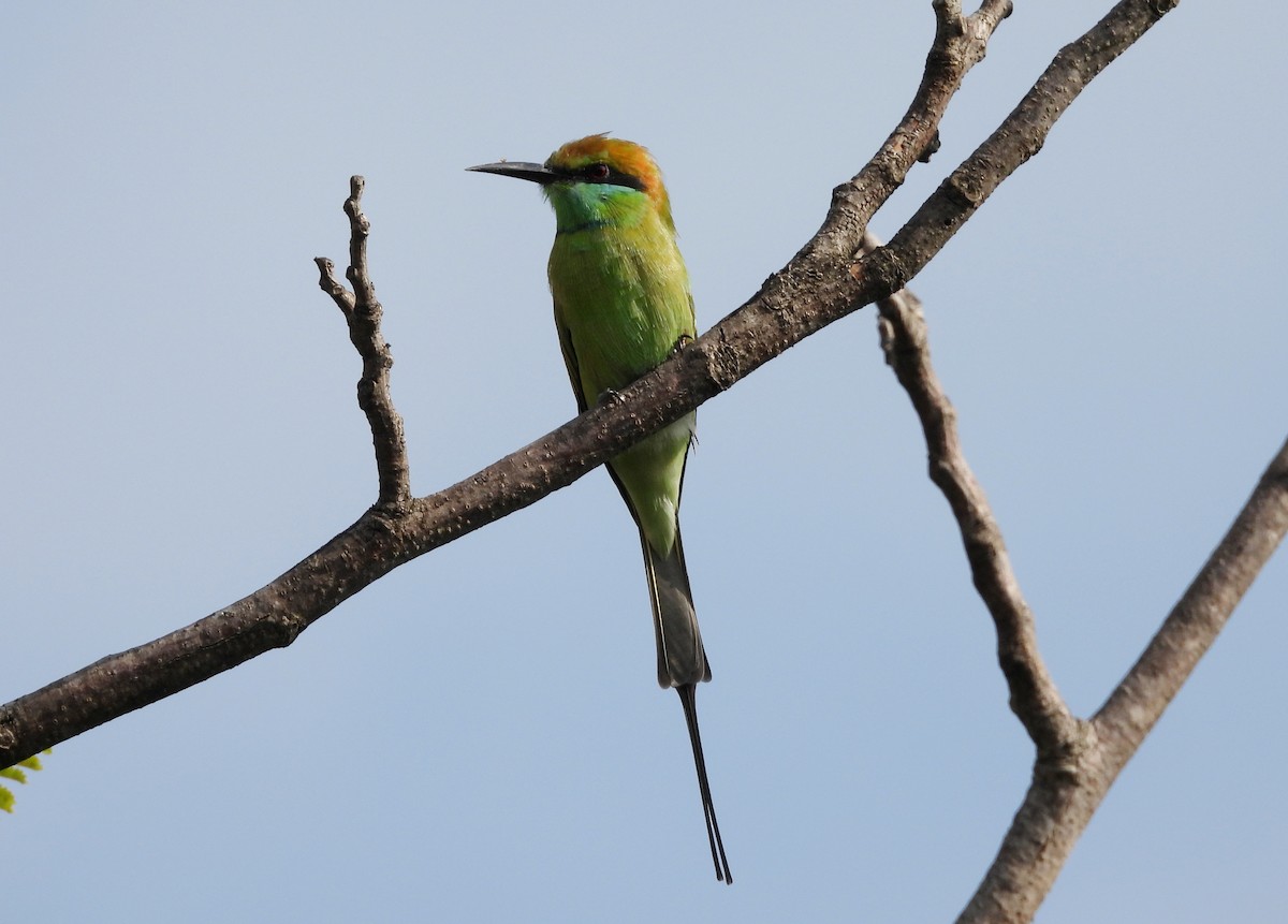 Asian Green Bee-eater - ML642145739