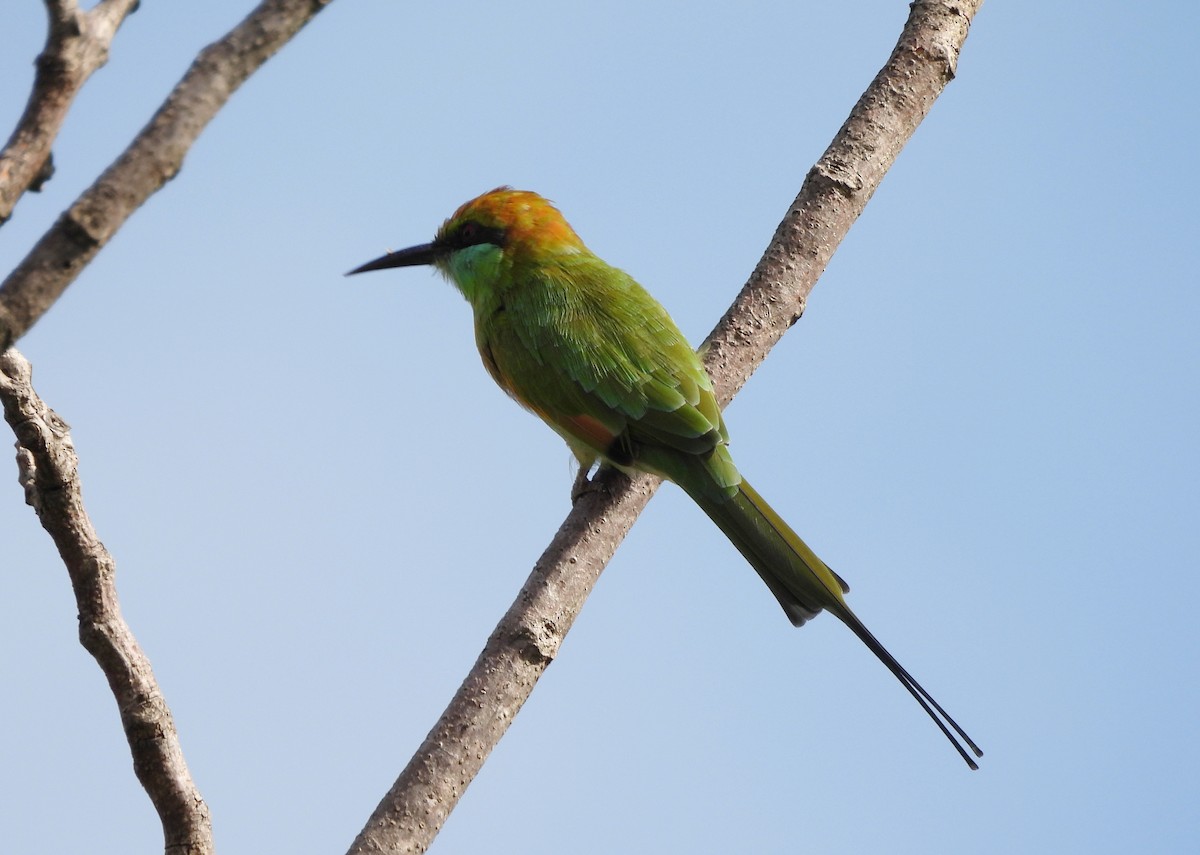 Asian Green Bee-eater - ML642145740