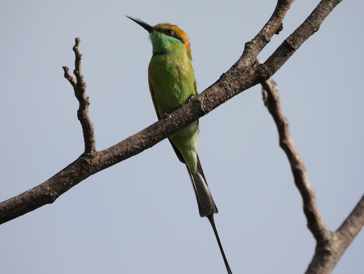Asian Green Bee-eater - ML642145741