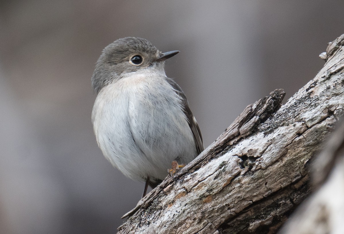 Rose Robin - ML642145742