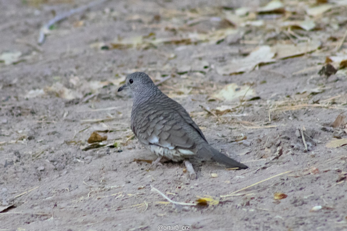 Inca Dove - ML642145743