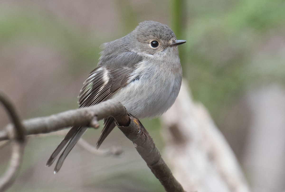 Rose Robin - ML642145744