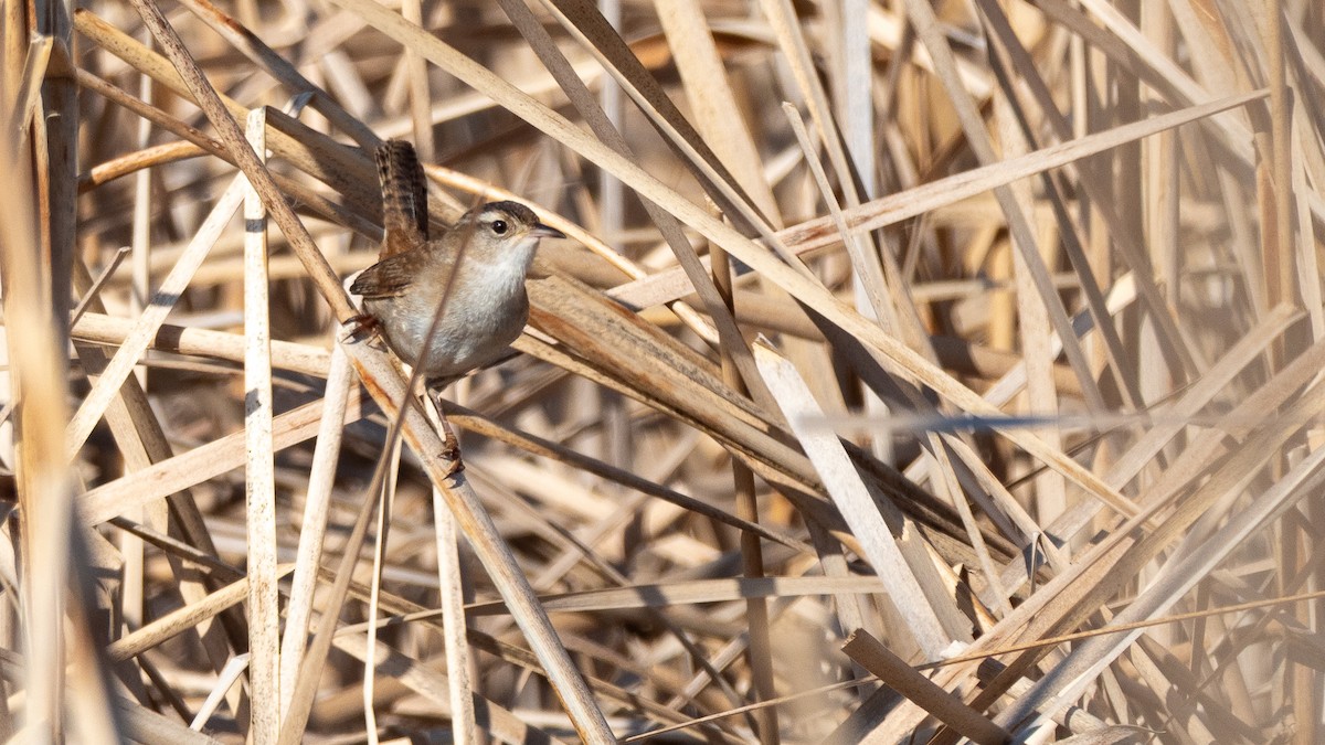 Marsh Wren - ML642145749