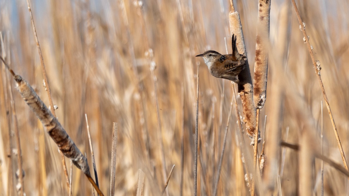 Marsh Wren - ML642145750