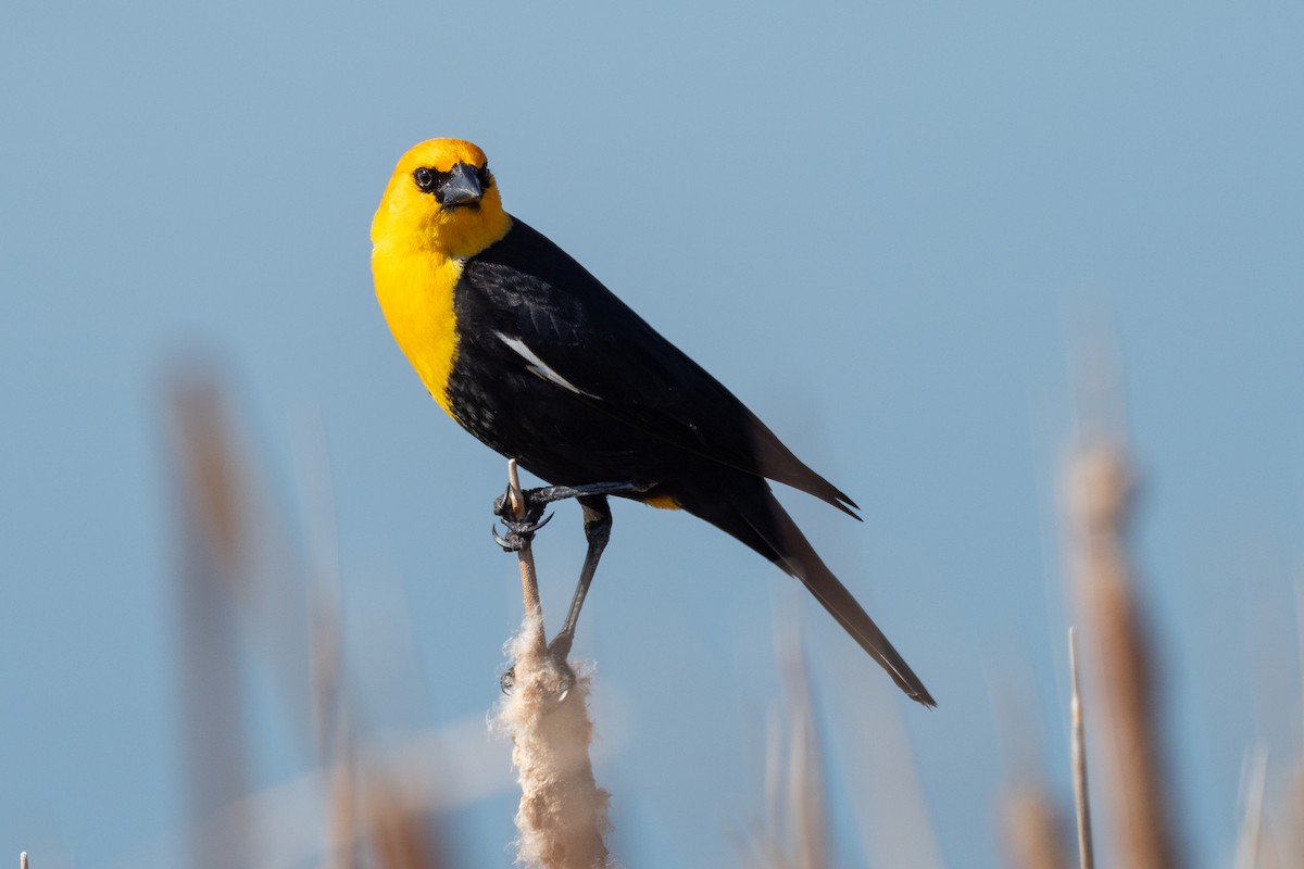Yellow-headed Blackbird - ML642145773