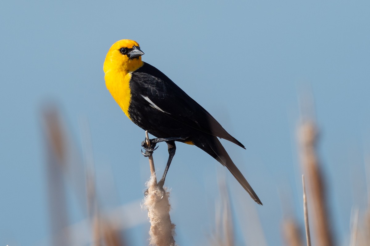 Yellow-headed Blackbird - ML642145774