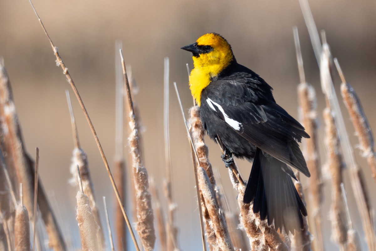 Yellow-headed Blackbird - ML642145775
