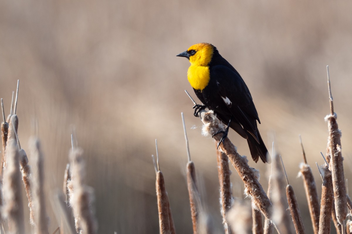 Yellow-headed Blackbird - ML642145776