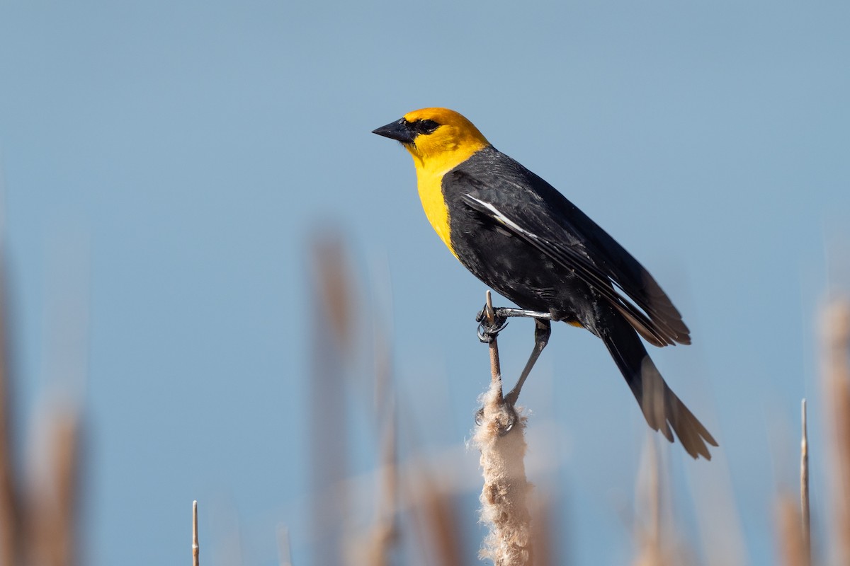 Yellow-headed Blackbird - ML642145777