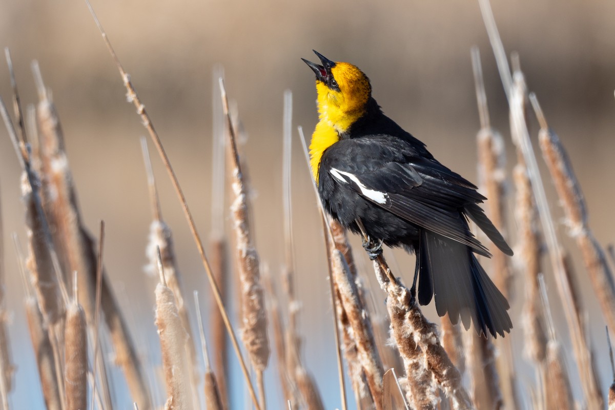 Yellow-headed Blackbird - ML642145778