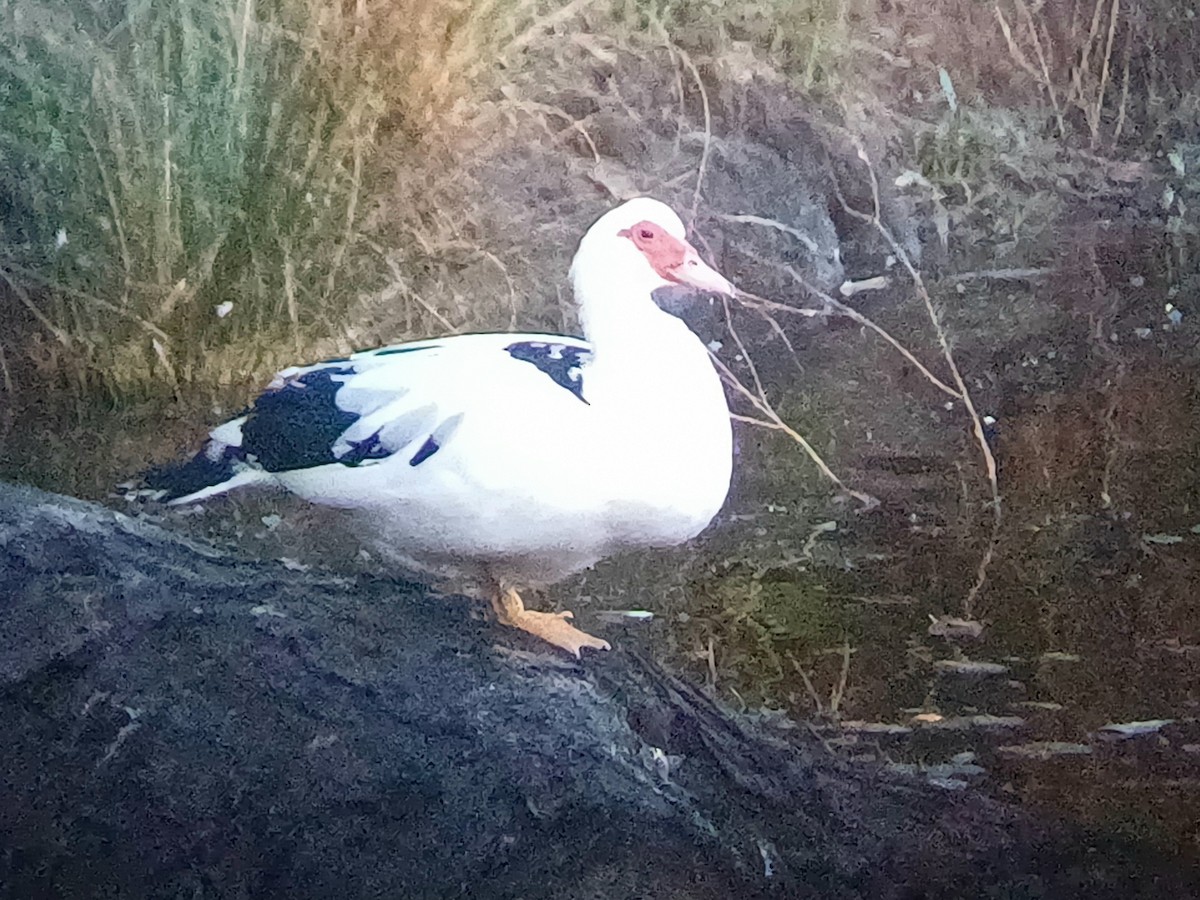 Muscovy Duck (Domestic type) - ML642145790