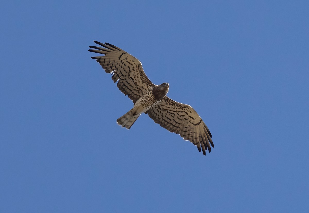 Short-toed Snake-Eagle - ML642145792