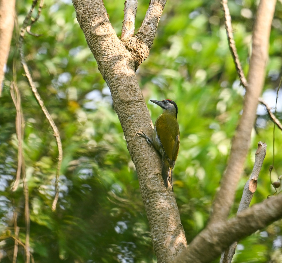 Gray-headed Woodpecker - ML642145794