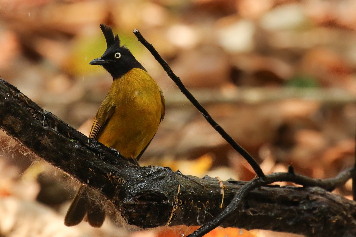 Black-crested Bulbul - ML642145795