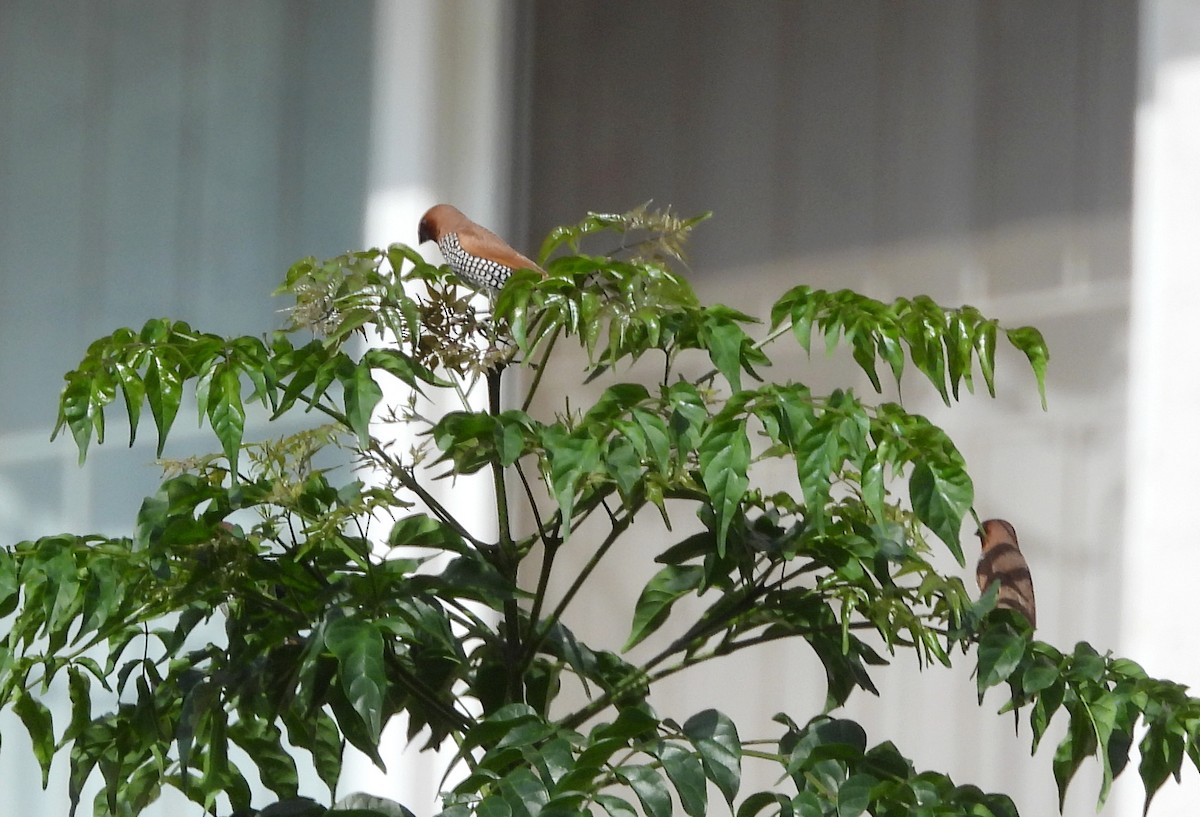 Scaly-breasted Munia - ML642145796