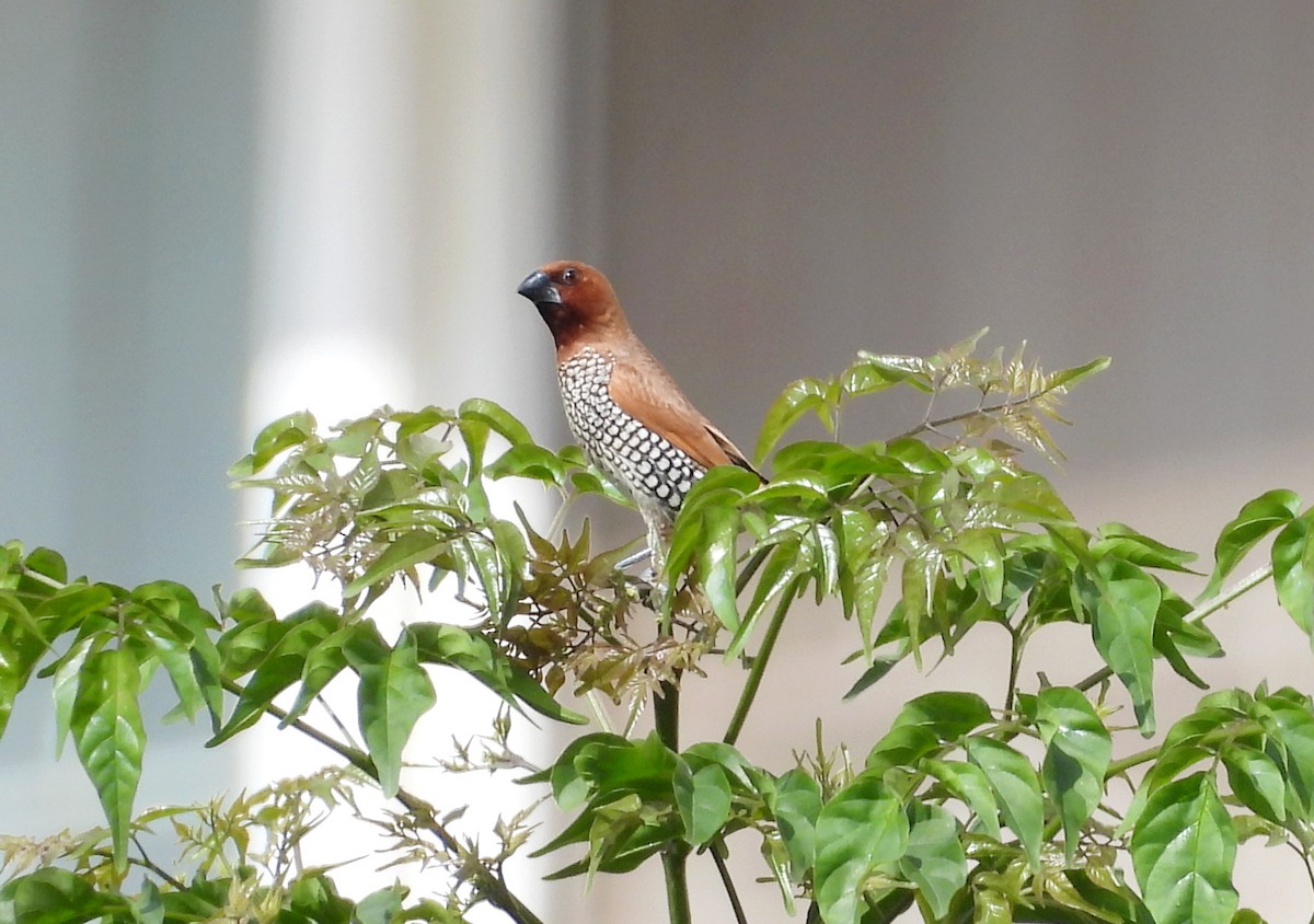 Scaly-breasted Munia - ML642145797