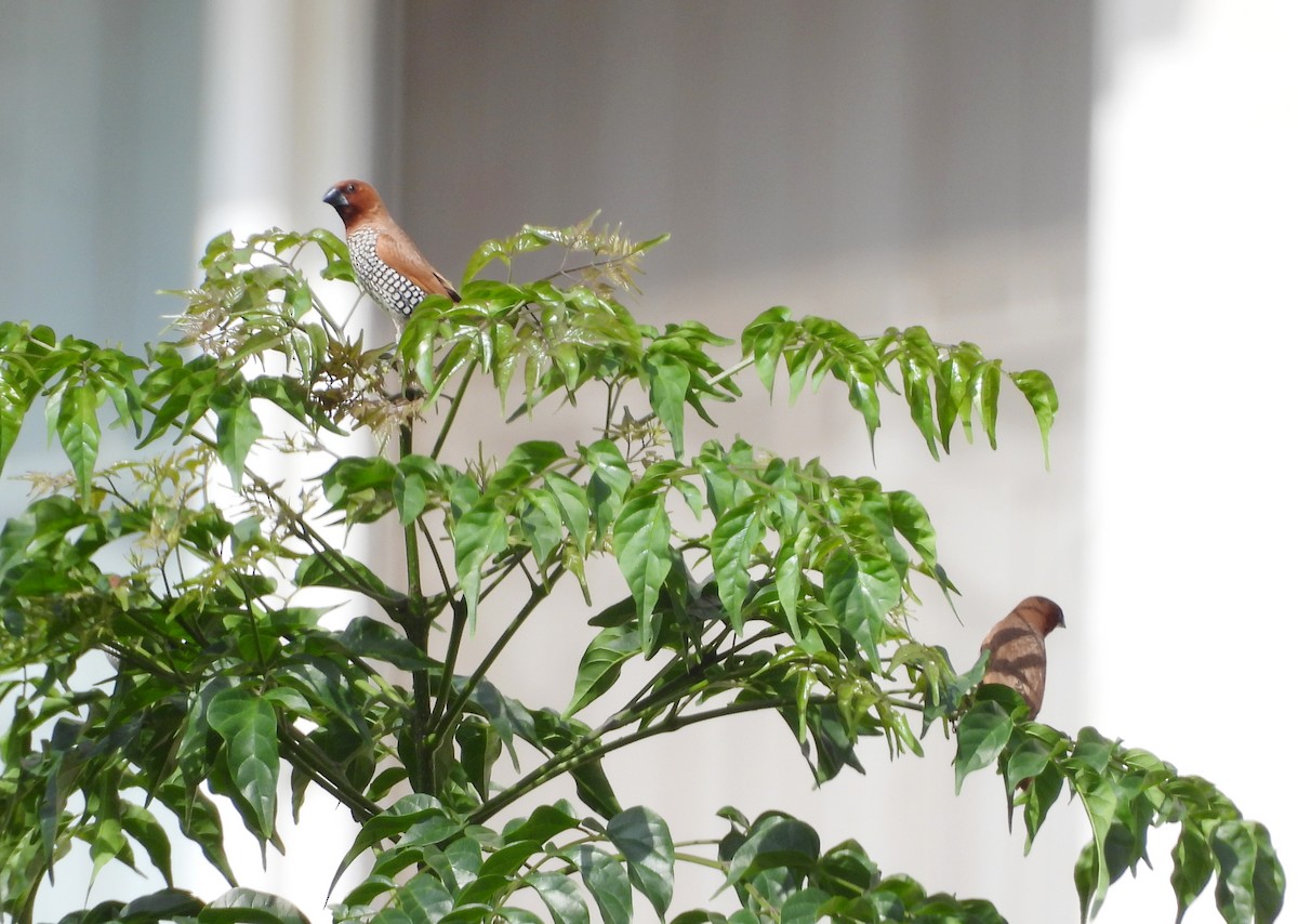 Scaly-breasted Munia - ML642145798