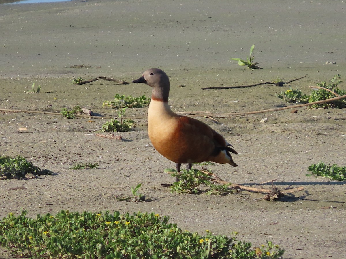 South African Shelduck - ML642145799